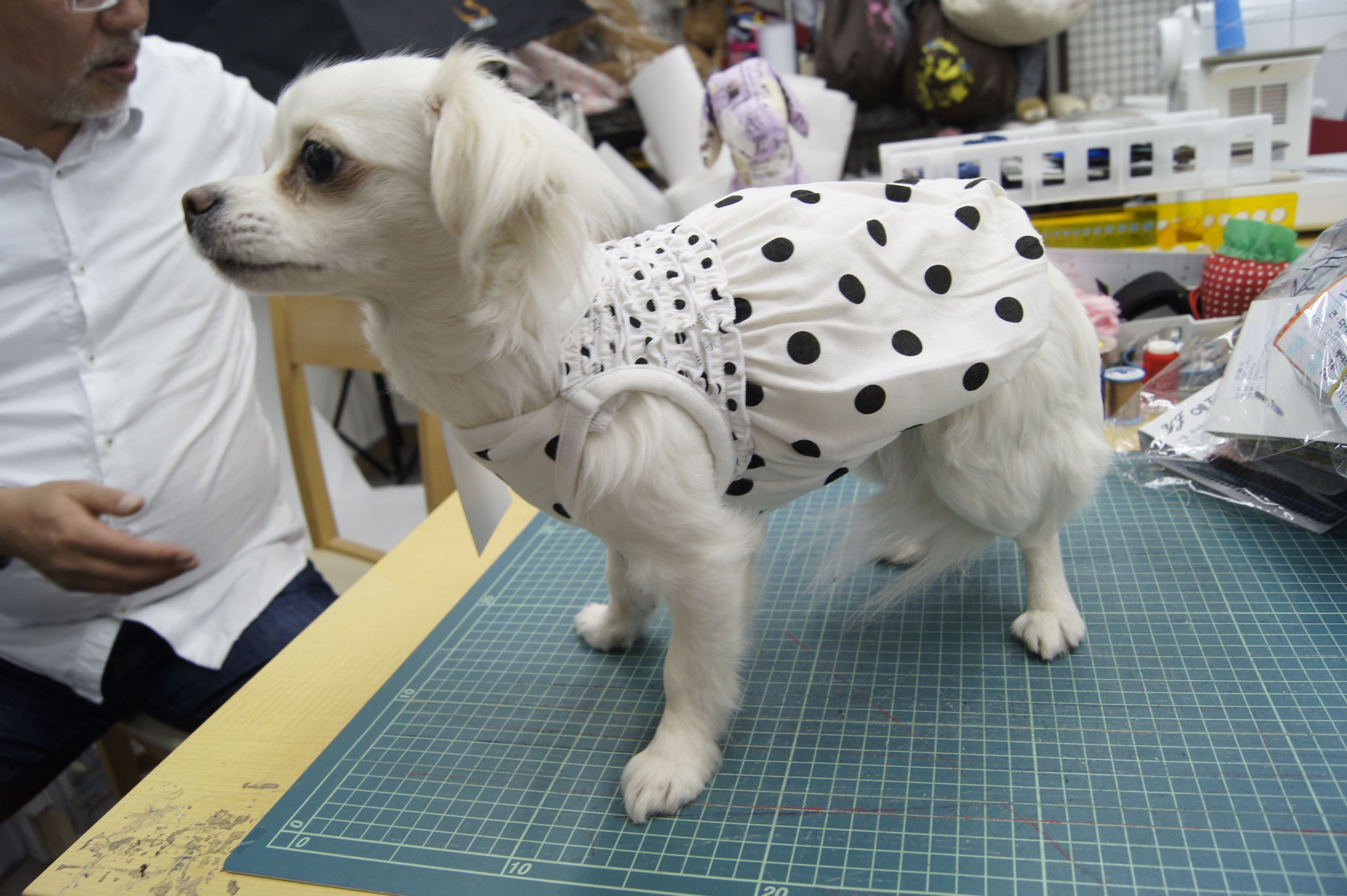 ニッセンさんの製作サンプルのモデルをするメロン 笑 犬 笑 写真 ボード ニッセンさんの製作サンプルのモデルをするメロン 笑 犬 笑 写真 ボード