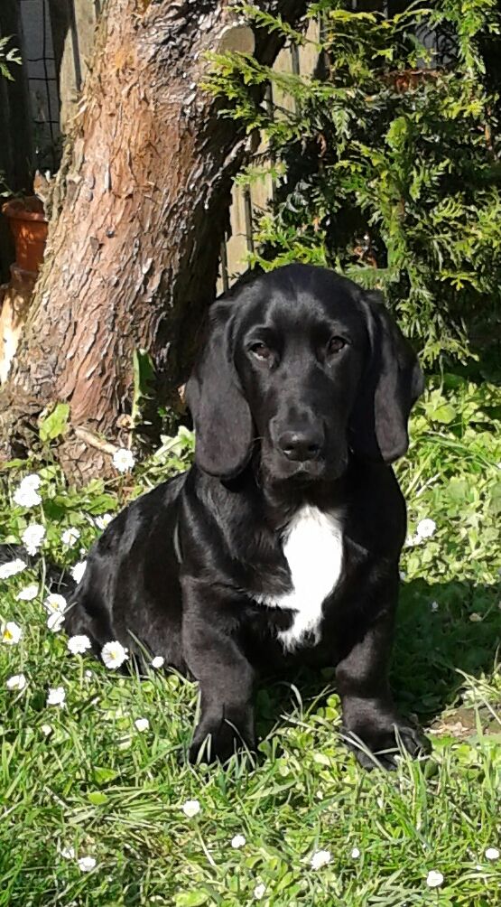 Pin By Deb Korus On Pets Labrador Retriever Dog Dog Cat Puppies