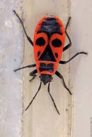 Resultat De Recherche D Images Pour Gendarme Insecte Insectes Tatouage Noir Resultat De Recherche D Images Pour Gendarme Insecte Insectes Tatouage Noir