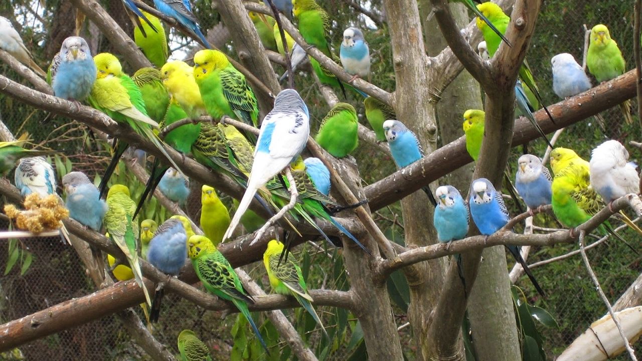 تغريد طيور الحب في الصباح الباكر Pet Birds Cute Animals Budgies