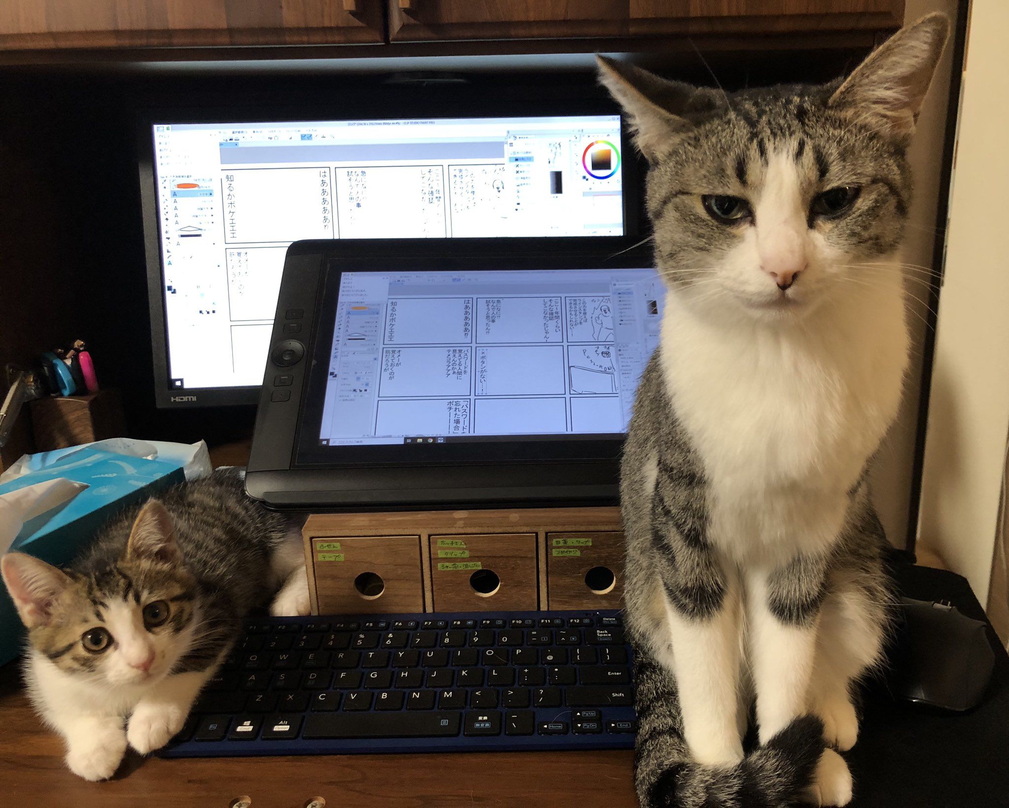 まめきちまめこ 動物 可愛い猫 メロ まめきちまめこ 動物 可愛い猫 メロ