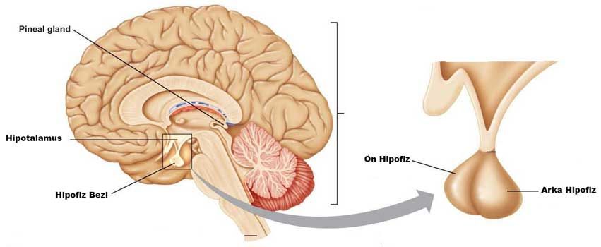 Hipofiz Bezi Nedir Nerede Bulunur Gorevleri Nelerdir Pituitary Gland Endocrine System Gland
