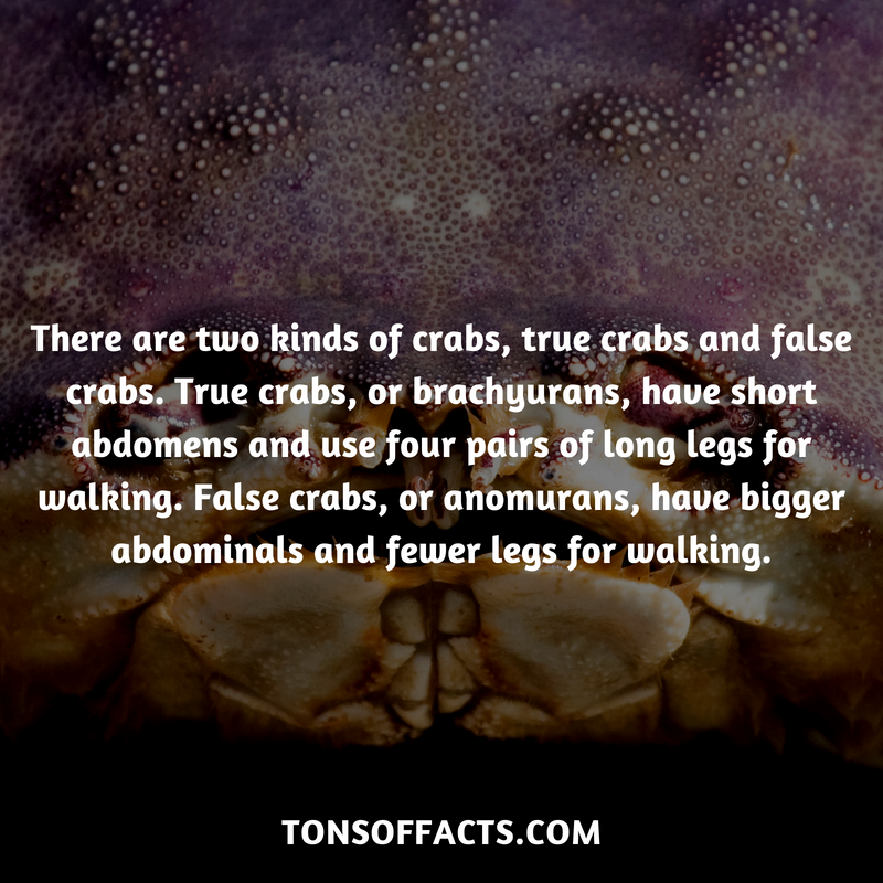 There Are Two Kinds Of Crabs True Crabs And False Crabs True Crabs there-are-two-kinds-of-crabs-true-crabs-and-false-crabs-true-crabs