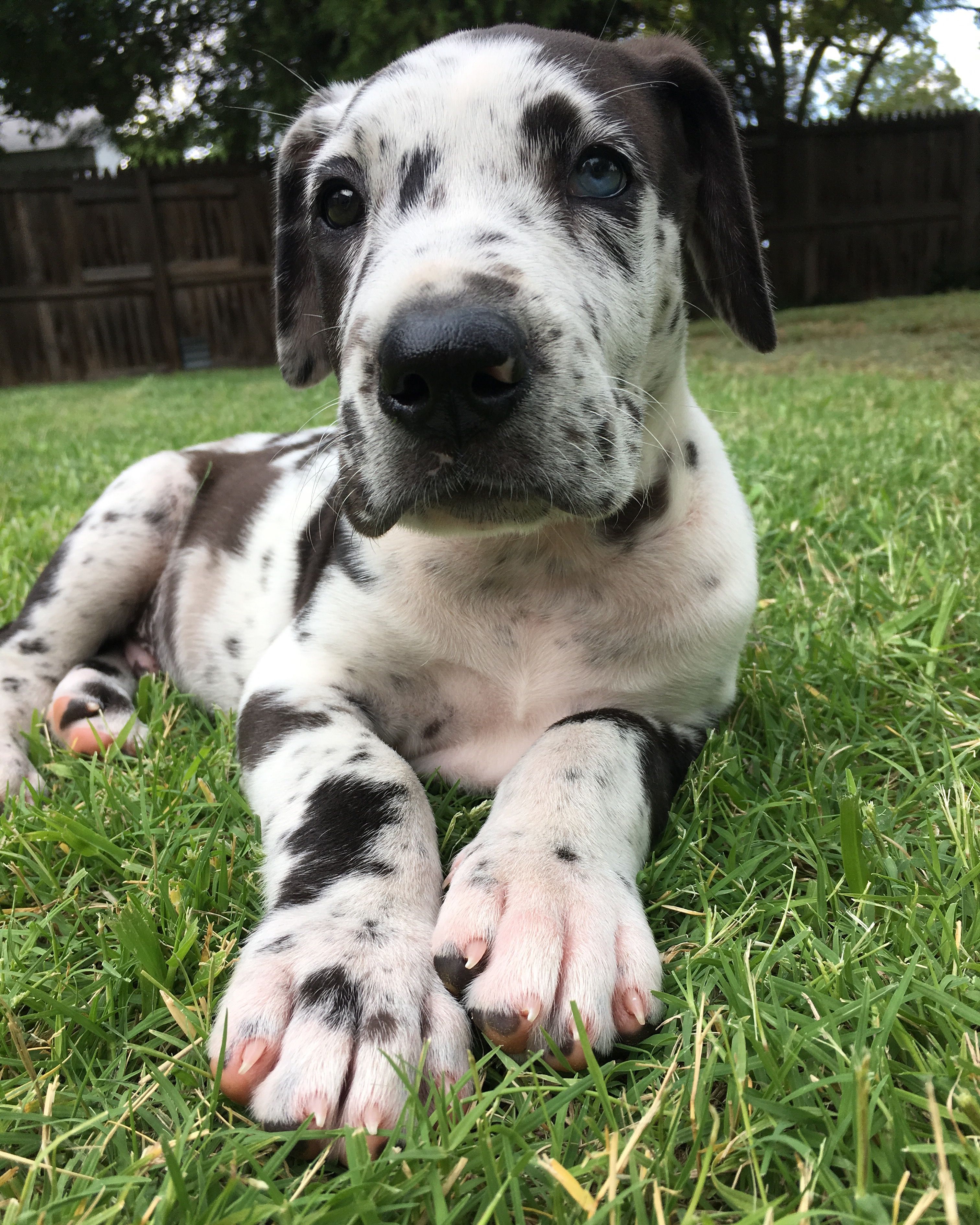 Great Dane Dog Breed Information Great Dane Dogs Great Dane