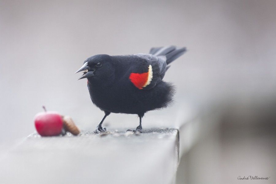 Red And Black By Andre Villeneuve 500px