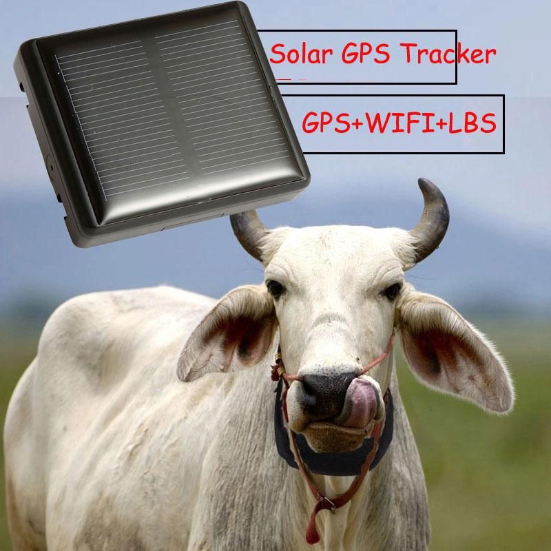 waterproof animal gps tracker solar power off for cow sheep pet with collar in 2021 gps tracker dog gps pet gps