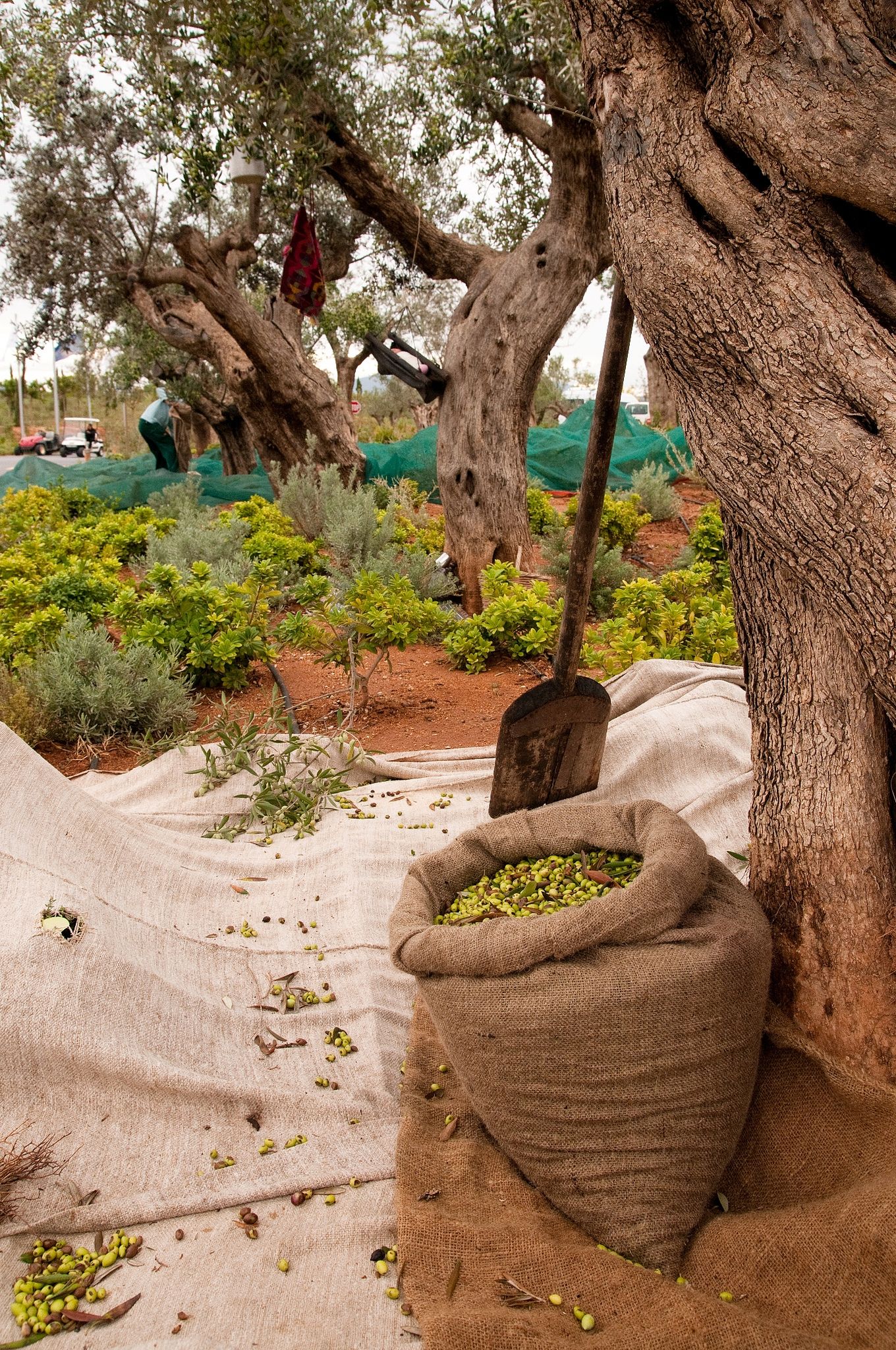 The Chan Restaurant At The Met In Thessaloniki Greece By Andy Martin Large Grey Pot Olive Tree Love Outdoor Restaurant Restaurant Patio Hotels Design
