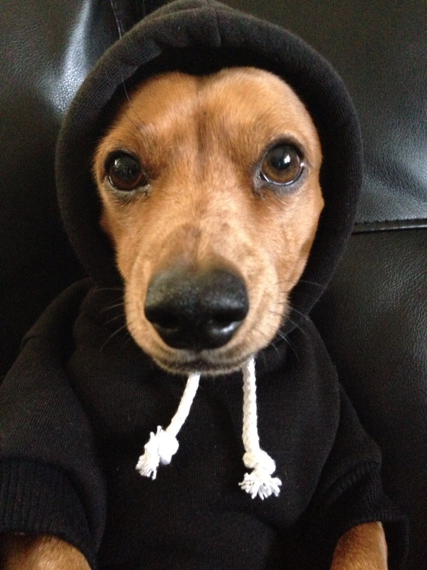 a dog wearing a hoodie sitting on a couch