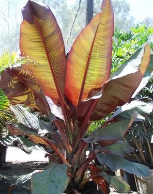 Musa ensete maurelii
