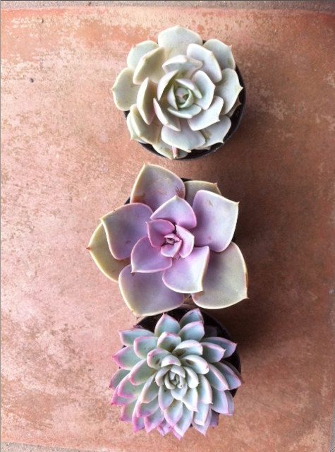 , Small Succulent Plants, Succulent Terrarium, Terrariums, Cacti And Succulents, Planting Succulents, Planting Flowers, Succulent Containers, Container Flowers, Container Plants