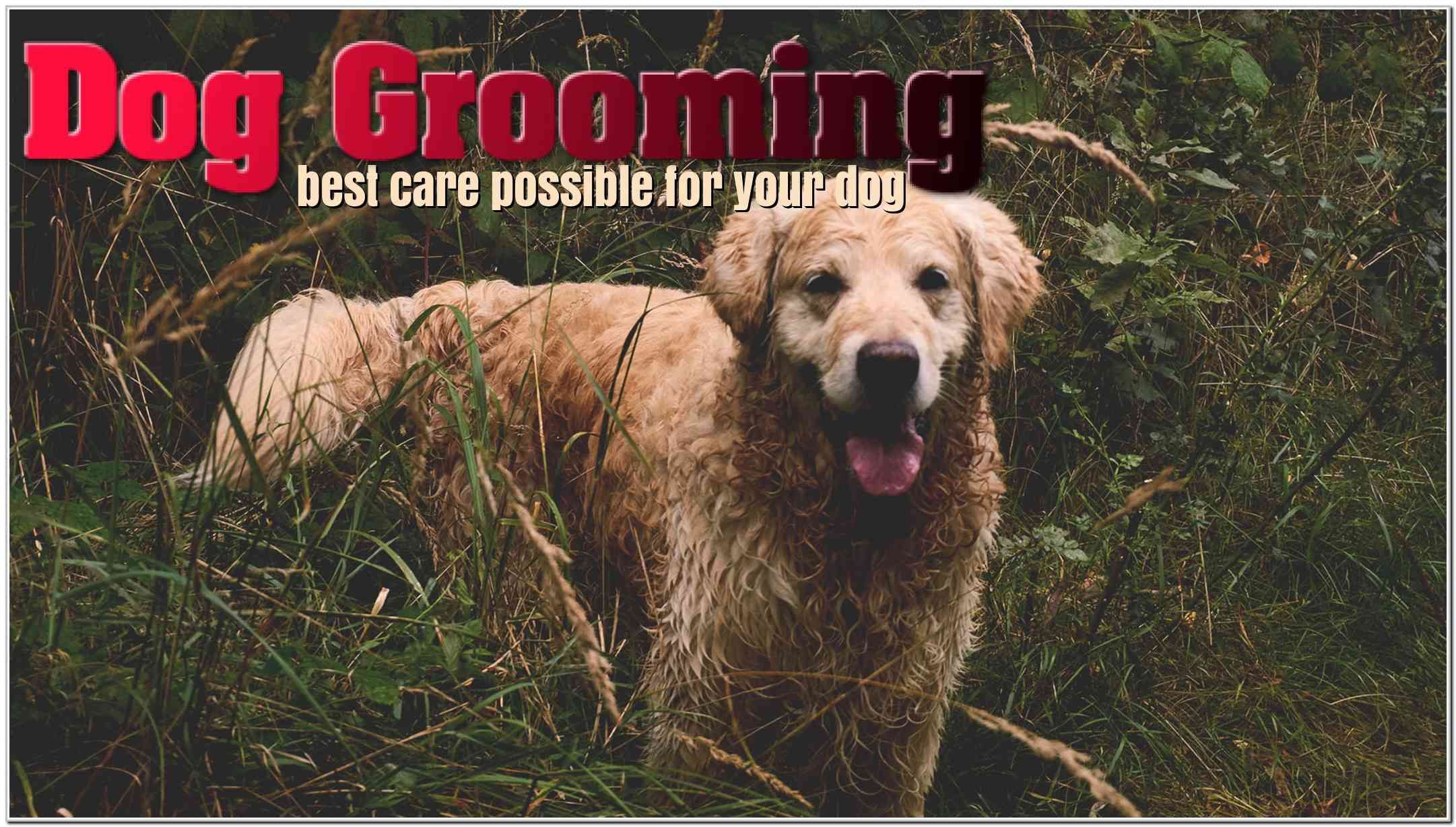 Use These Dog Grooming Ideas For A Bouncing Happy Dog Dog