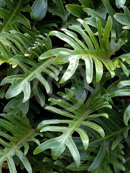 Xanadu leaves