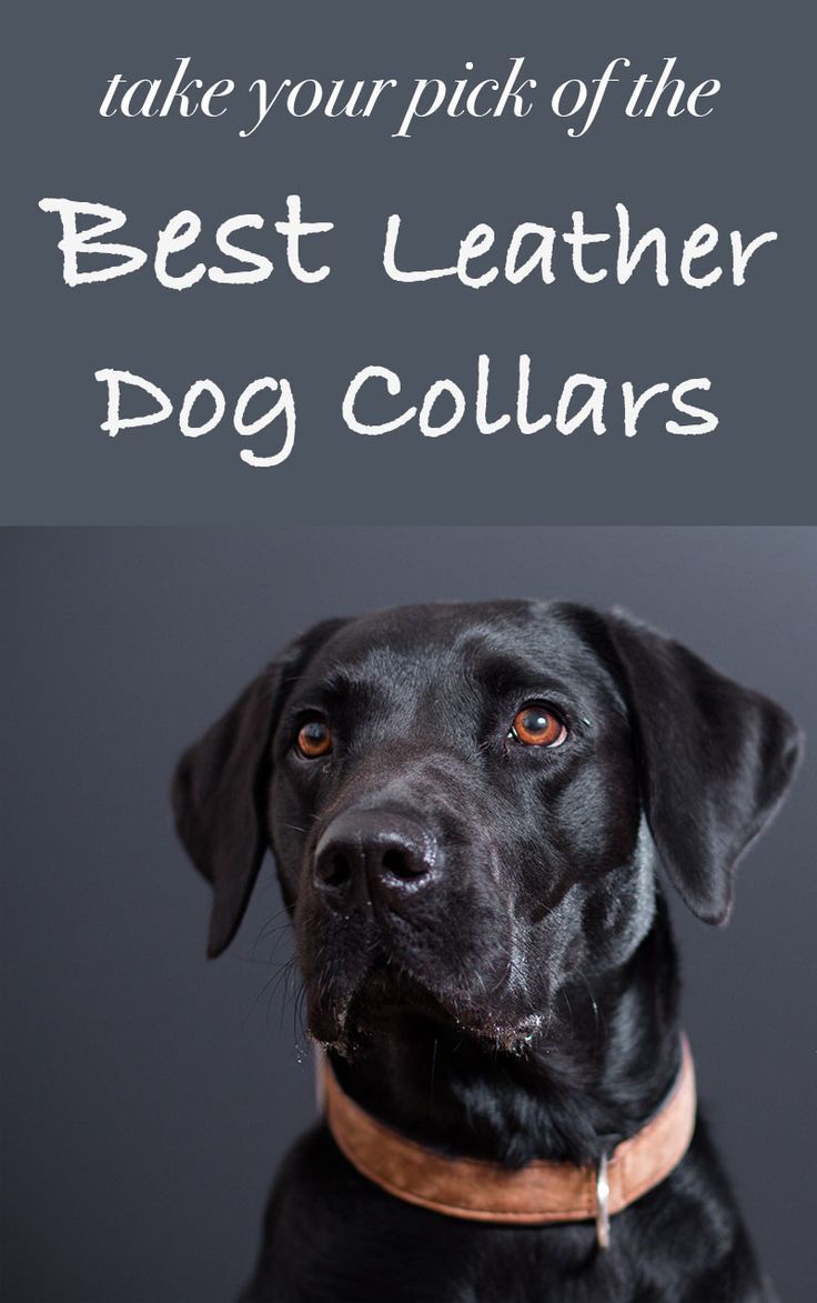 Best Leather Dog Collars For Labs And Other Large Breeds