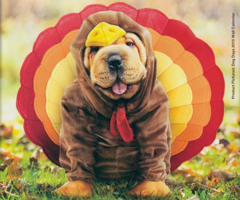 Thanksgiving menu 2024 whole foods
