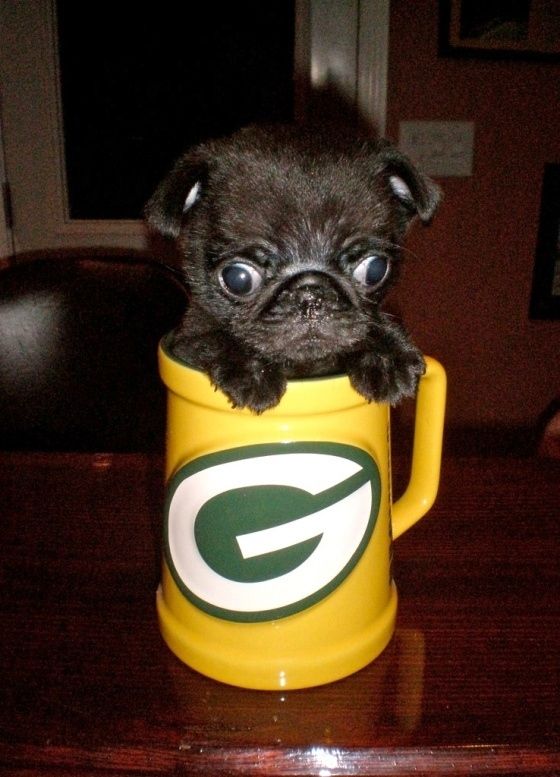 Pug In A Mug Cute Pugs Baby Pugs Pugs