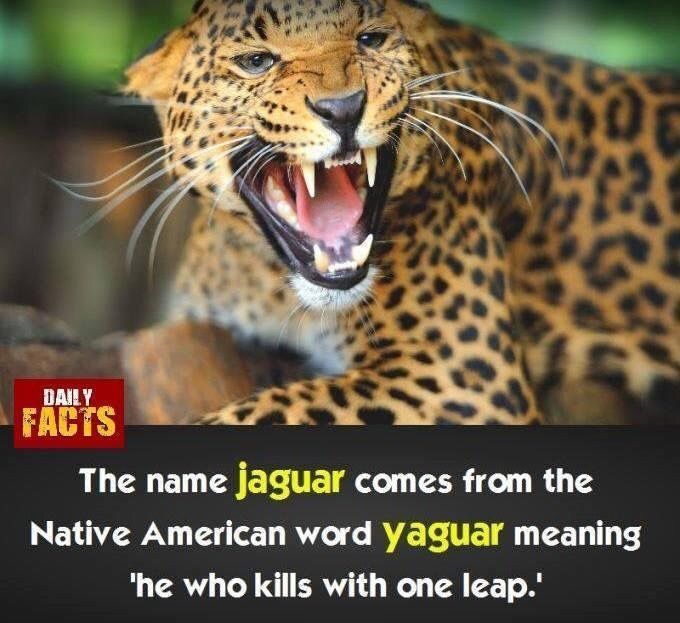 What Does It Mean If You Dream About A Jaguar DREAMUY