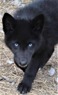 chinese black wolf dog chinese black wolf dog