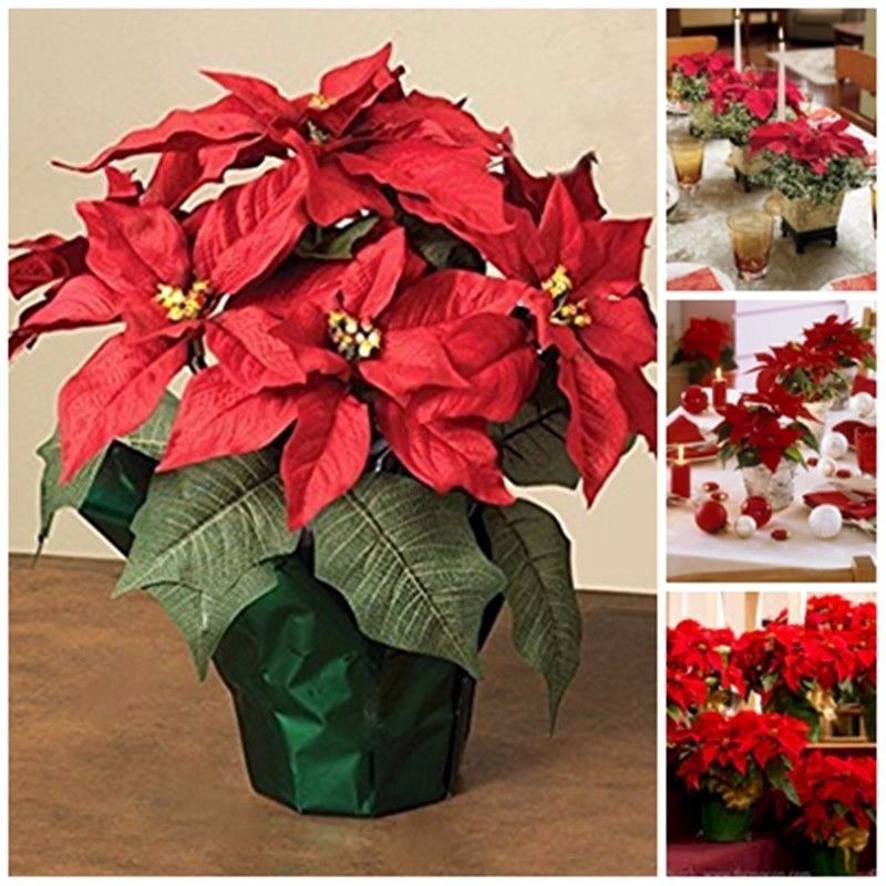 32 Poinsettia Artificial Plant In White Planter Poinsettia Plant Artificial Plants Small Artificial Plants