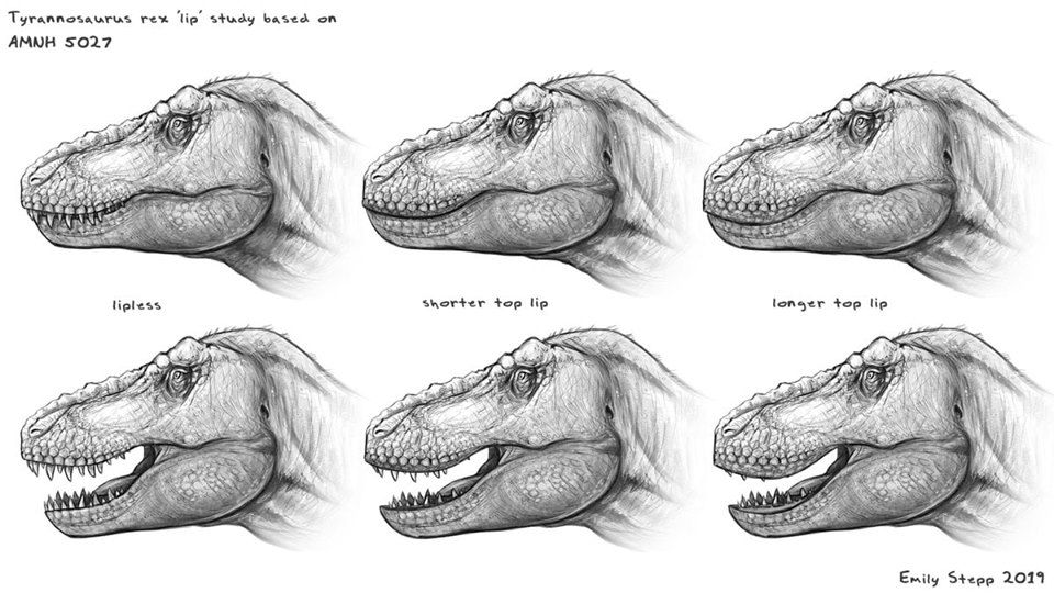 Tyrannosaurus rex 'lip study' based on AMNH 5027 Artwork by Emily Stepp | Ancient animals