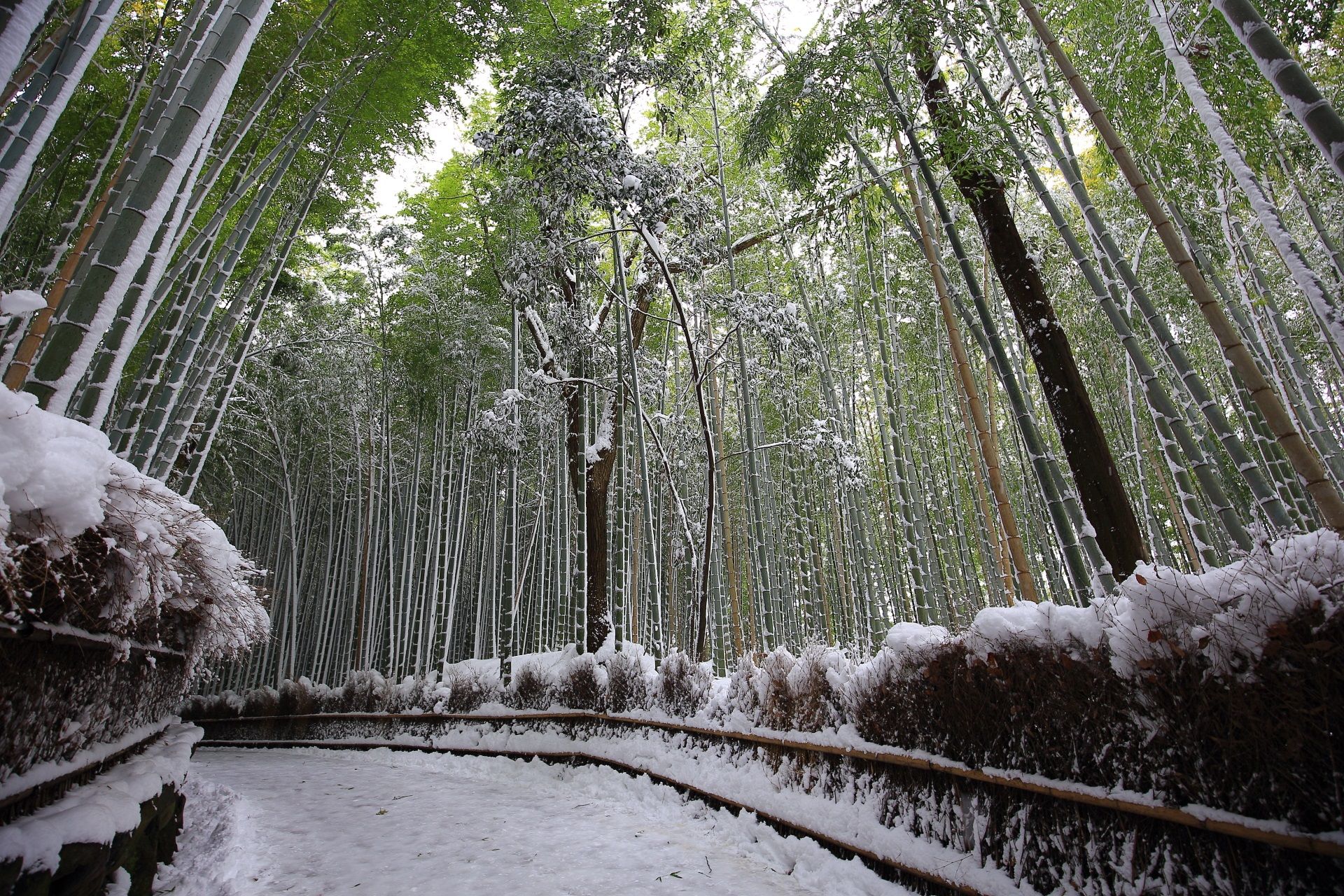 Bamboo Forest Snowy Landscape In Kyoto Japan 竹林の道 美しい風景写真 風景 Bamboo Forest Snowy Landscape In Kyoto Japan 竹林の道 美しい風景写真 風景