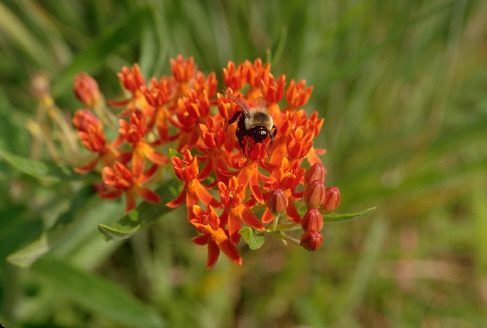 Gallery For Grassland Biome Plants Grassland Biome Grassland Plants