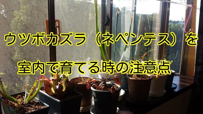 暖かくなってくると ホームセンターやお花屋さんで見る 食虫植物のウツボカズラ ネペンテス 葉っぱの先に虫 を捕まえる袋が付いていて 普通の観葉植物とは違う 変わった見た目で育てて見たいと思っても 置く場所がなかったり 動物にいたずらされてしまうなんて 暖かくなってくると ホームセンターやお花屋さんで見る 食虫植物のウツボカズラ ネペンテス 葉っぱの先に虫 を捕まえる袋が付いていて 普通の観葉植物とは違う 変わった見た目で育てて見たいと思っても 置く場所がなかったり 動物にいたずらされてしまうなんて