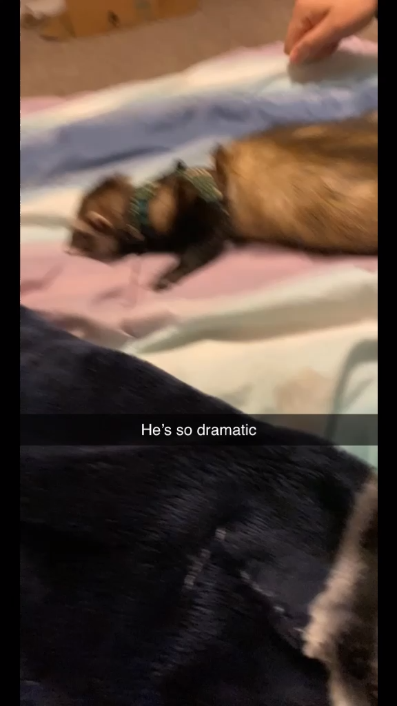 No ferrets we’re hurt in the making of this video No ferrets we’re hurt in the making of this video