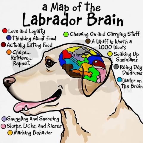 Ylabbrain10x10 Men S Classic T Shirts Yellow Lab Brain White T