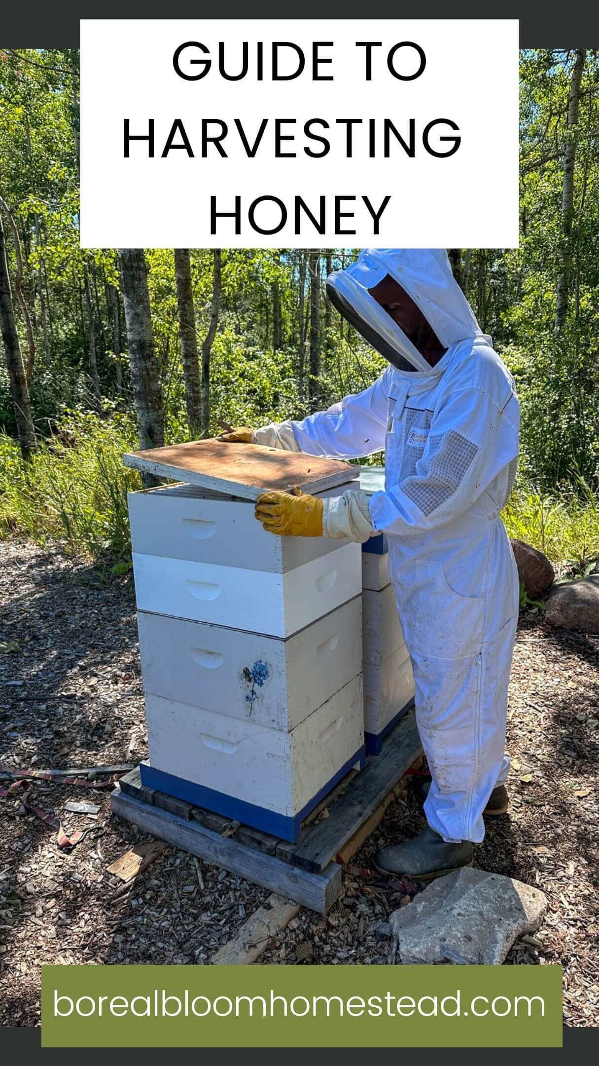 Harvesting Honey
