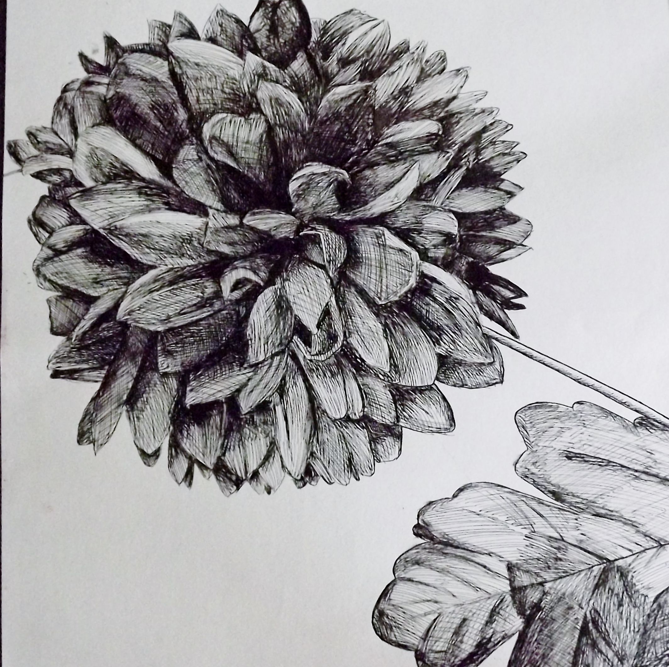 A2FineArt // Fine liner drawing // ©Jennie Aitken Drawings, A level