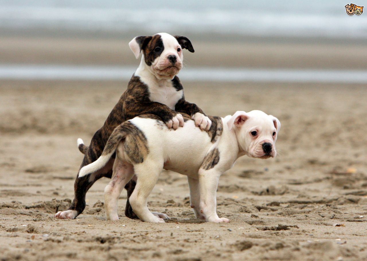 American Bulldog American Bulldog Puppies Bulldog Breeds