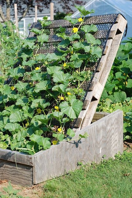 Melon trellis with palette – Vine Ideas