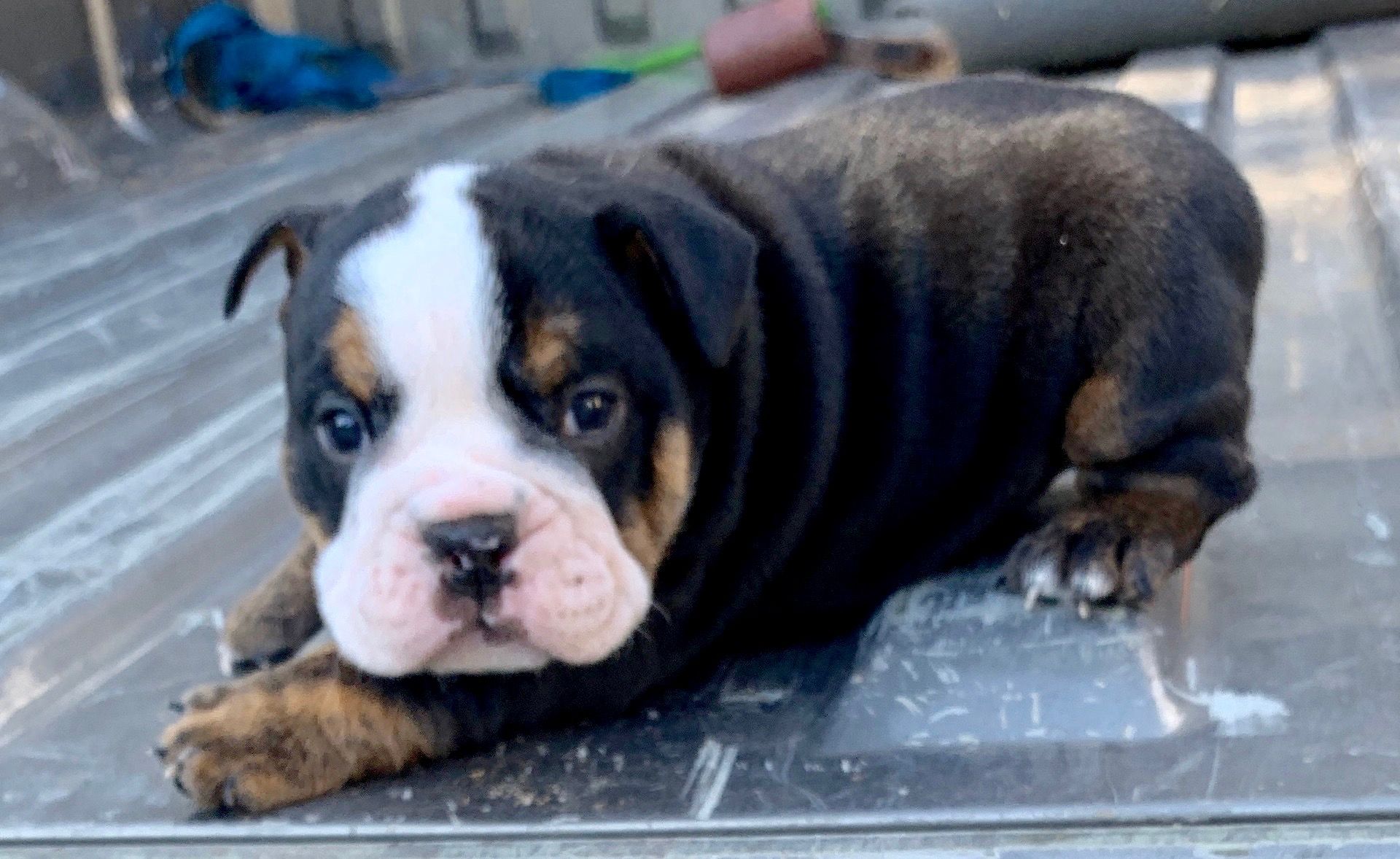 Almond Joy Black Tri Brindle English Male 2999 Bulldog Dogs