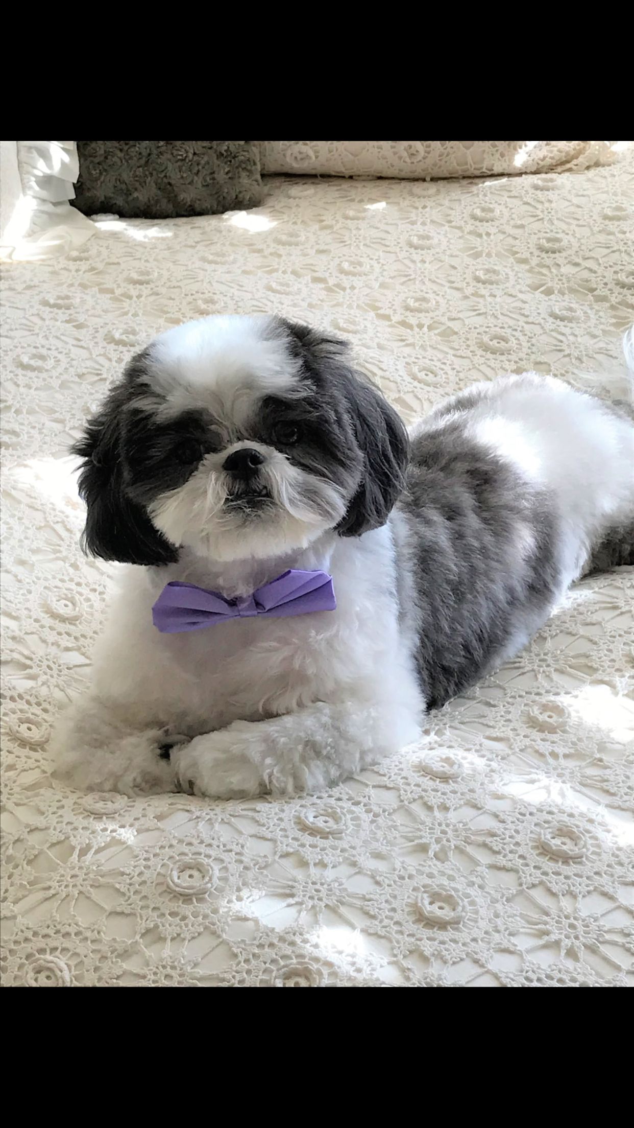 Pin by Petra Hennemann on My Favorite Shih Tzu's | Cute 10+ Shih Tzu Dogs ideas | shih tzu dog, shih tzu, dogs