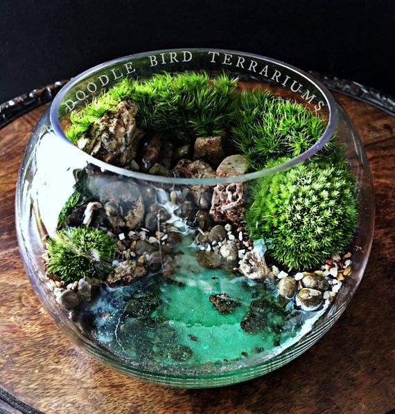 Ocean Scene Bowl Terrarium with Live Plants