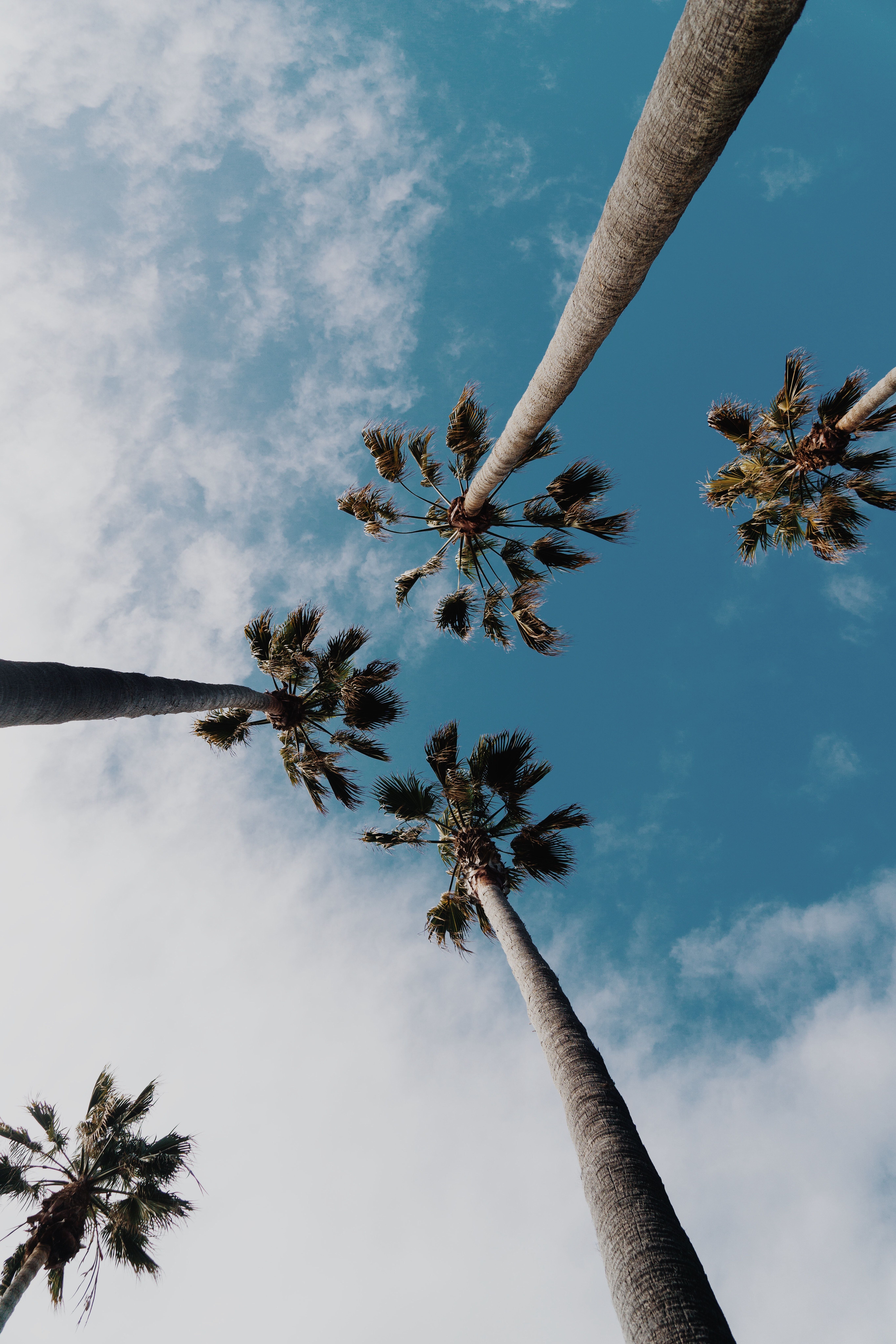 Palm Tree Wallpaper Hd Wallpapers And Summer Wallpapers Hd Photo By Wil Stewart Wilstewart3 On Unsplash ビーチの壁紙 木の壁紙 綺麗 景色 Palm Tree Wallpaper Hd Wallpapers And Summer Wallpapers Hd Photo By Wil Stewart Wilstewart3 On Unsplash ビーチの壁紙 木の壁紙 綺麗 景色