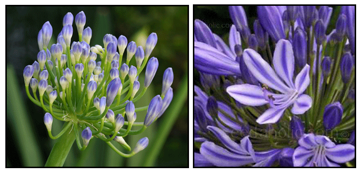 All About Lily Of The Nile With Images African African Lily