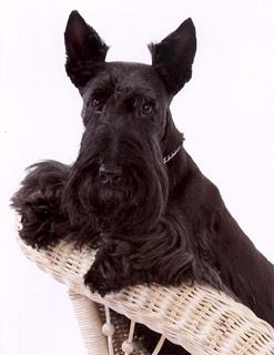 Mountain View Scottish Terriers Scottish Terrier Scottie Dog