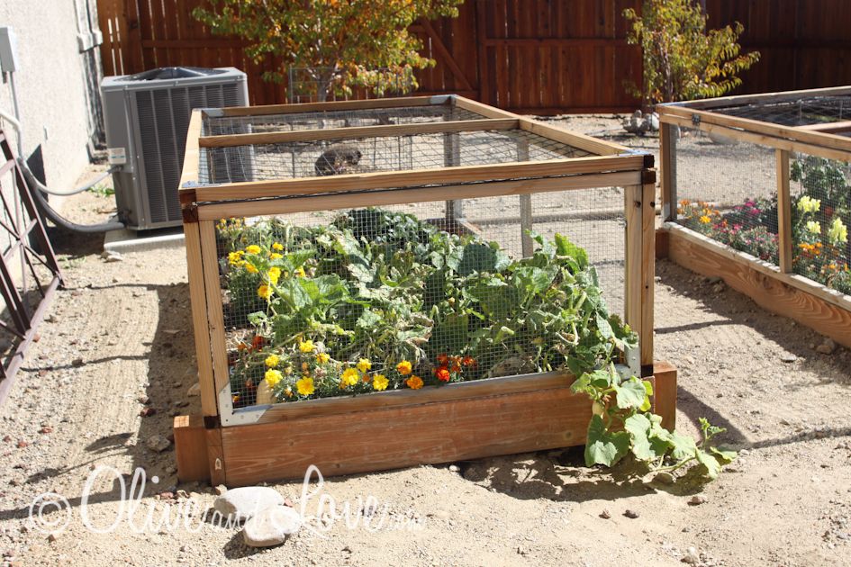 vegetable garden covers for winter