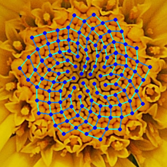 Fibonacci Sequence Natural Structure Above Yellow Chamomile