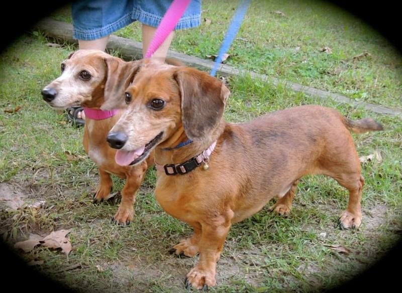 Adopt Snoopy Buster On Dachshund Adoption Dachshund Rescue Dogs