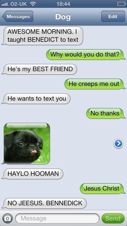 Haylo Hooman Funny Dog Texts Dog Texts If Dogs Could Text