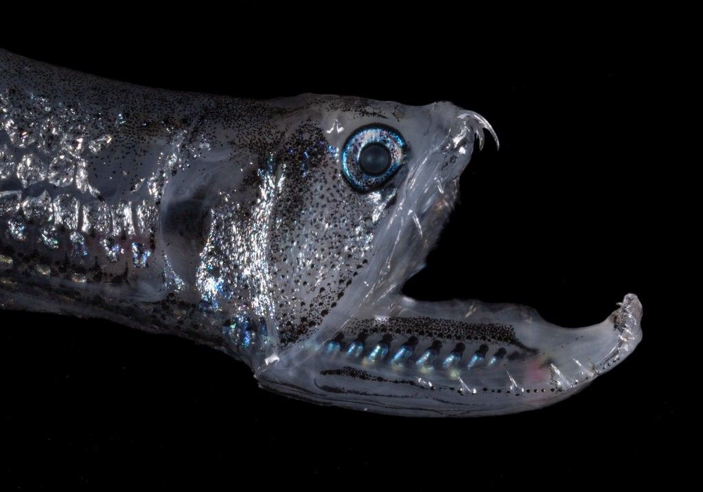 Visitors From the Ocean’s Twilight Zone (Published 2018) | Twilight