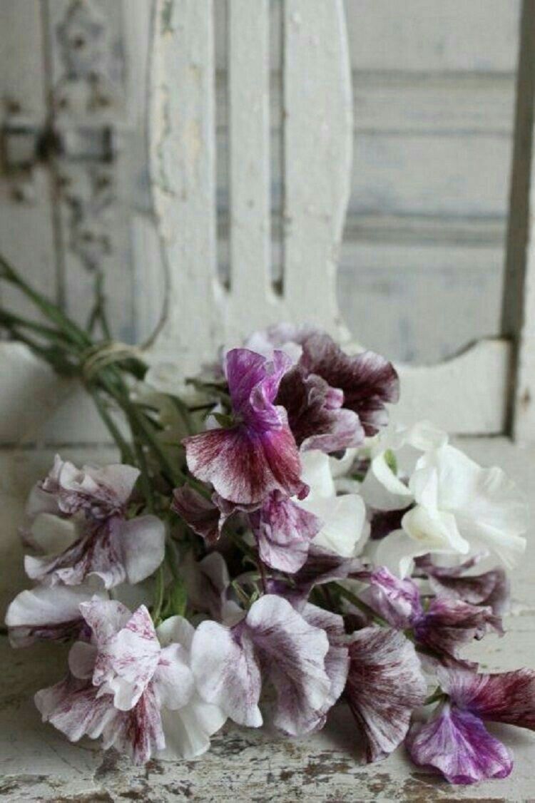 Pin by deborah annღ on Color | faded jeweltones.. in 2020 Pin by deborah annღ on Color | Lavender
