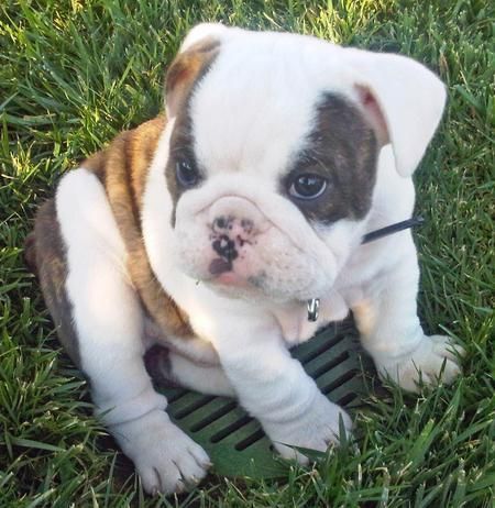 Bulldog Puppy Dogs Cute Puppies Bulldog Puppies