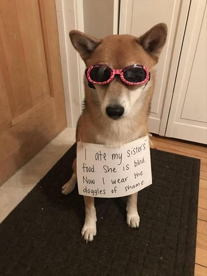 Funny Animal Pics Of The Day – Wackyy Picdump 11 (40 Photos) #funnyanimalpics