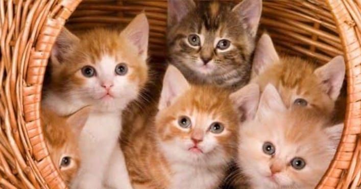 #kittensofinstagram #catlove #cutecat #animal #petstagram #ilovemycat #kittycat #dog #catsofig #catloversclub #instagood #ilovecats #blackcat #dogsofinstagram #catsofinsta #katze #catslover #caturday #catsoftheworld #photooftheday #catphoto #chat #catsofworld #neko #katzen #catsoftheday #features #catscatscats #nature #gatosdeinstagram🐈