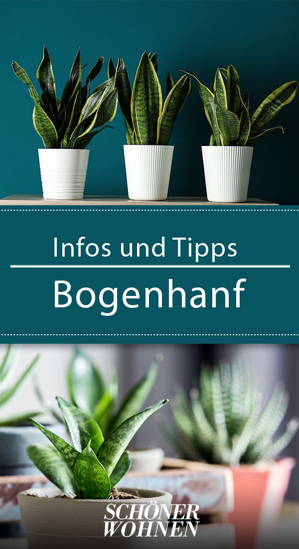 Bogenhanf: pflegen, vermehren & mehr