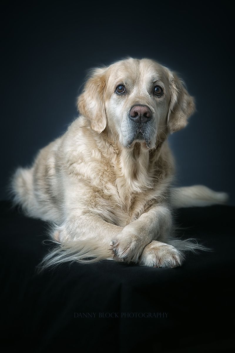 Beautiful Golden By Danny Block Photo 131260109 500px Dog