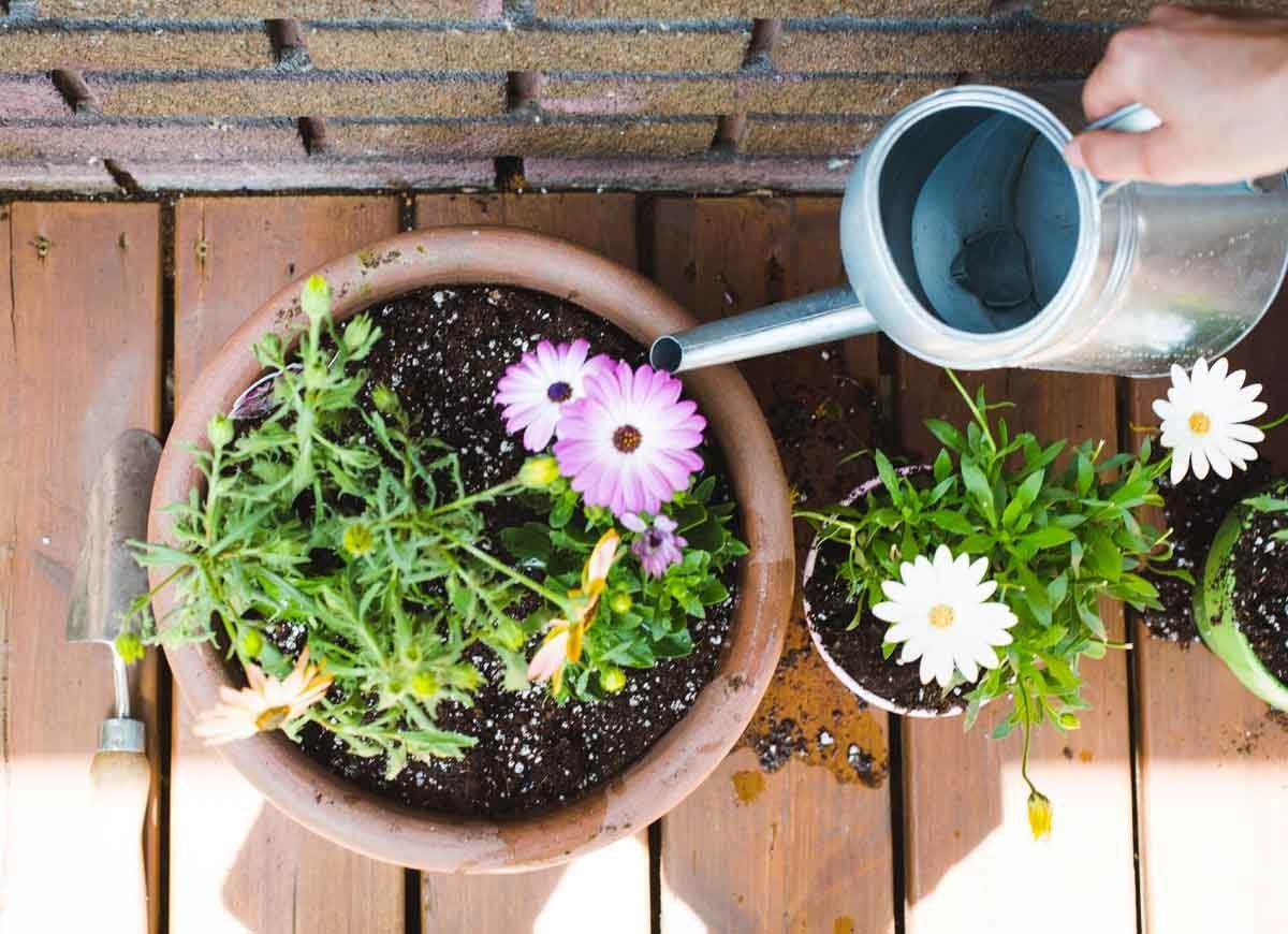 Goodbye Grass: 13 Inspiring Ideas for a "No Mow" Backyard ... Goodbye Grass: 13 Inspiring Ideas for a "No Mow" Backyard ... on Cheap No Grass Backyard Ideas
id=41248